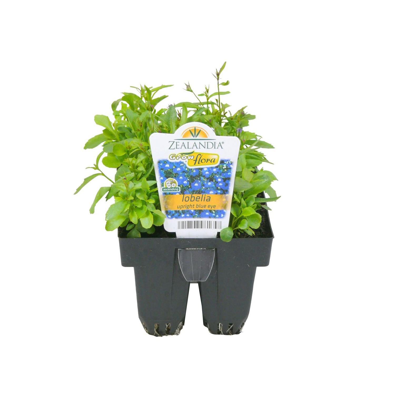 Lobelia Upright