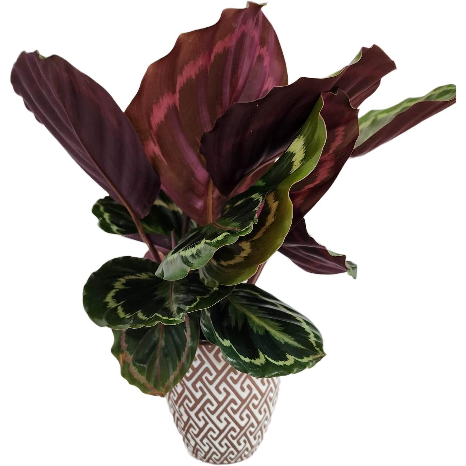 Calathea 'Medallion' in Ceramic Pot
