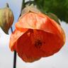 Abutilon Peach 2.5 litre
