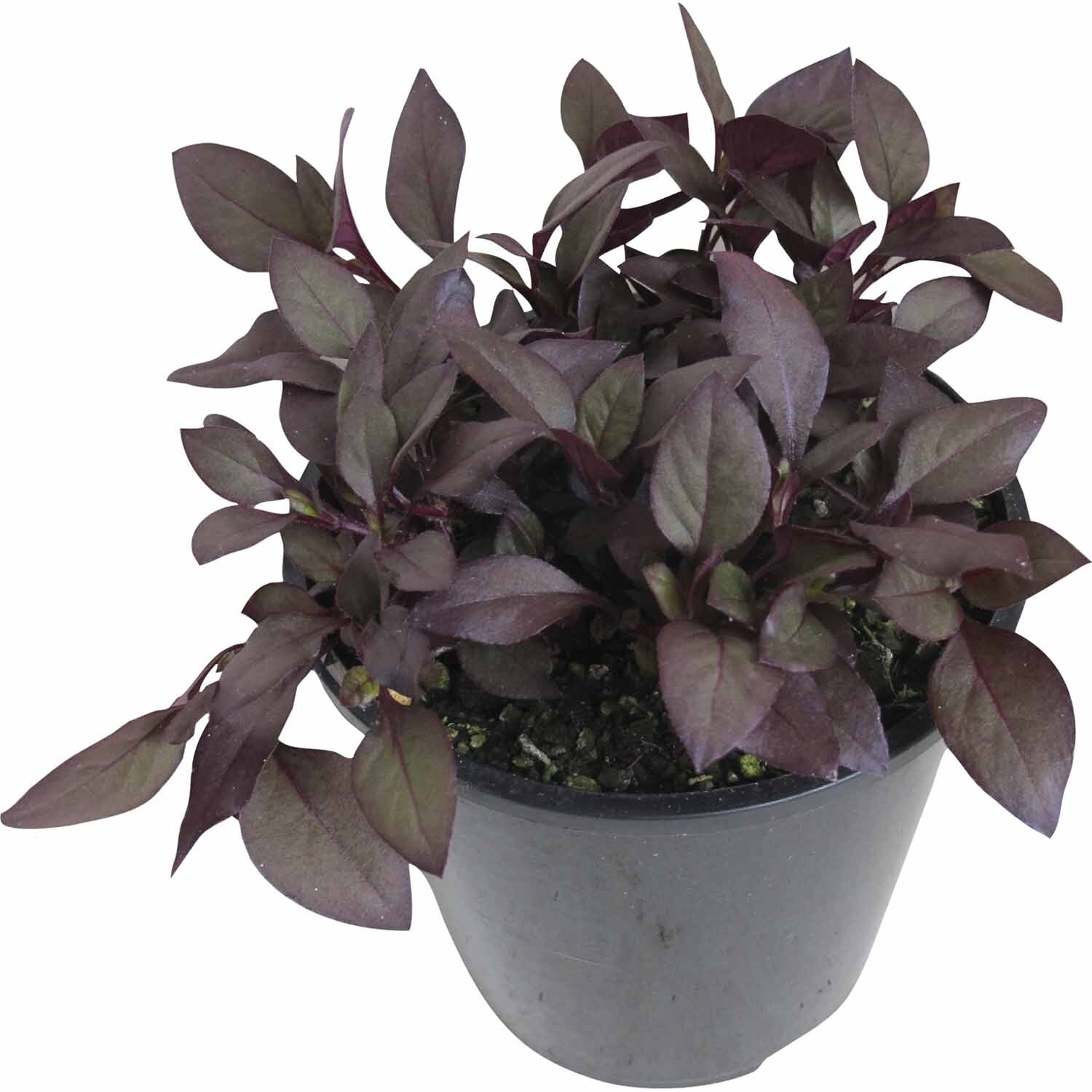 Alternanthera Alpine Ruby