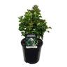 Ligustrum japonicum Rotundifolium