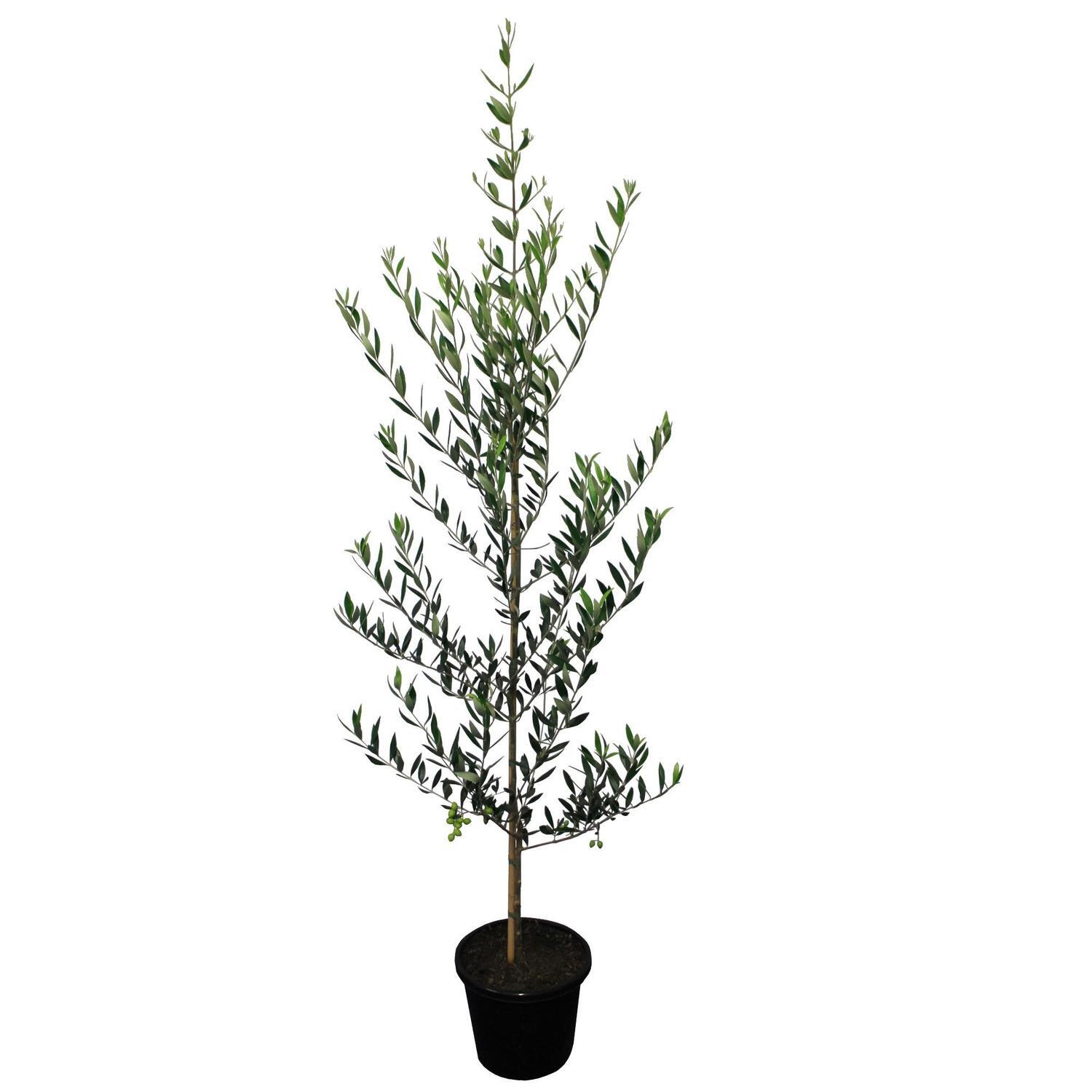 Olive Koroneiki