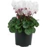 Cyclamen Absolu de Morel