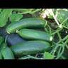 Cucumber Aladdin Lebanese