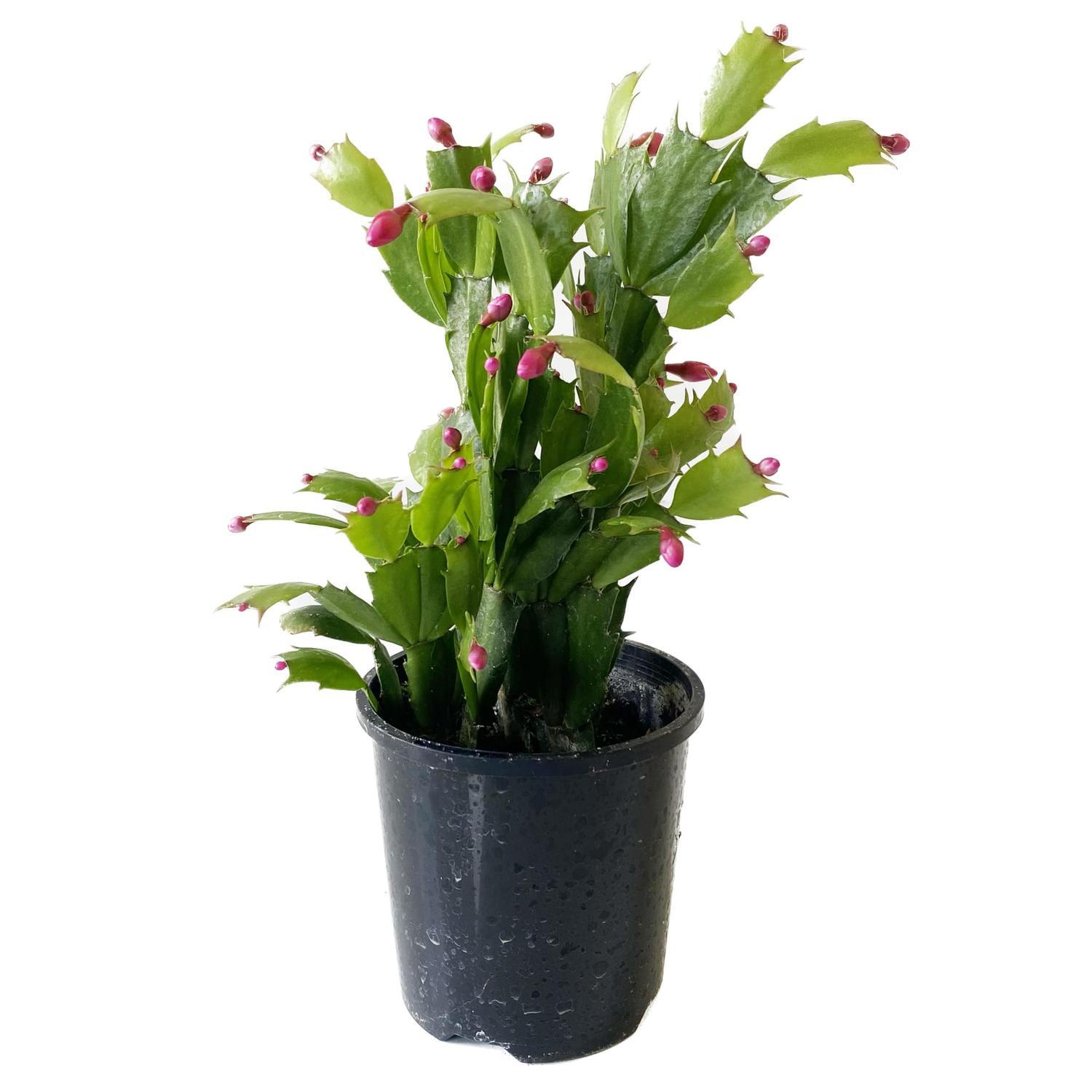 Zygo Cactus 10cm