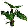 Philodendron Giganteum