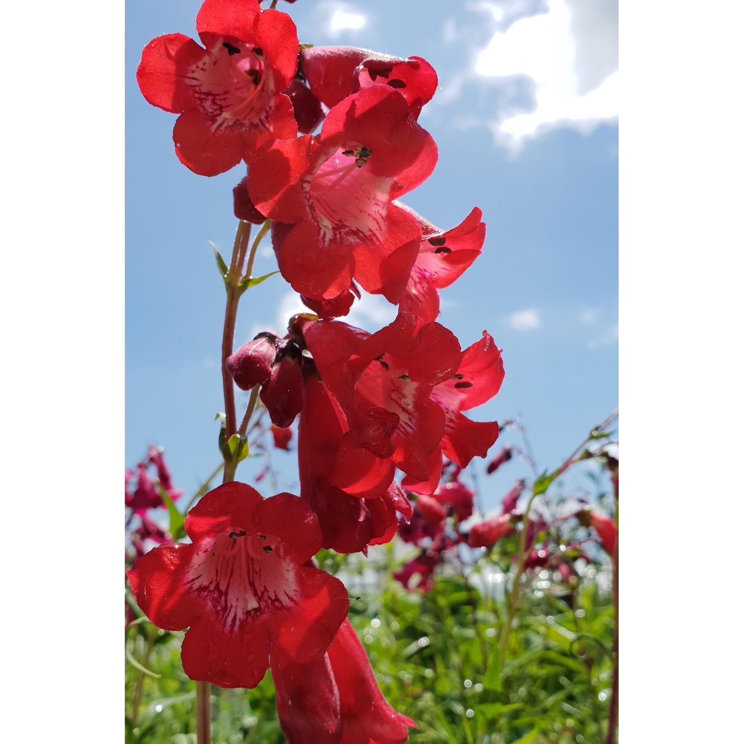 Penstemon Joy
