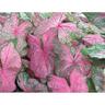 Potted Caladium