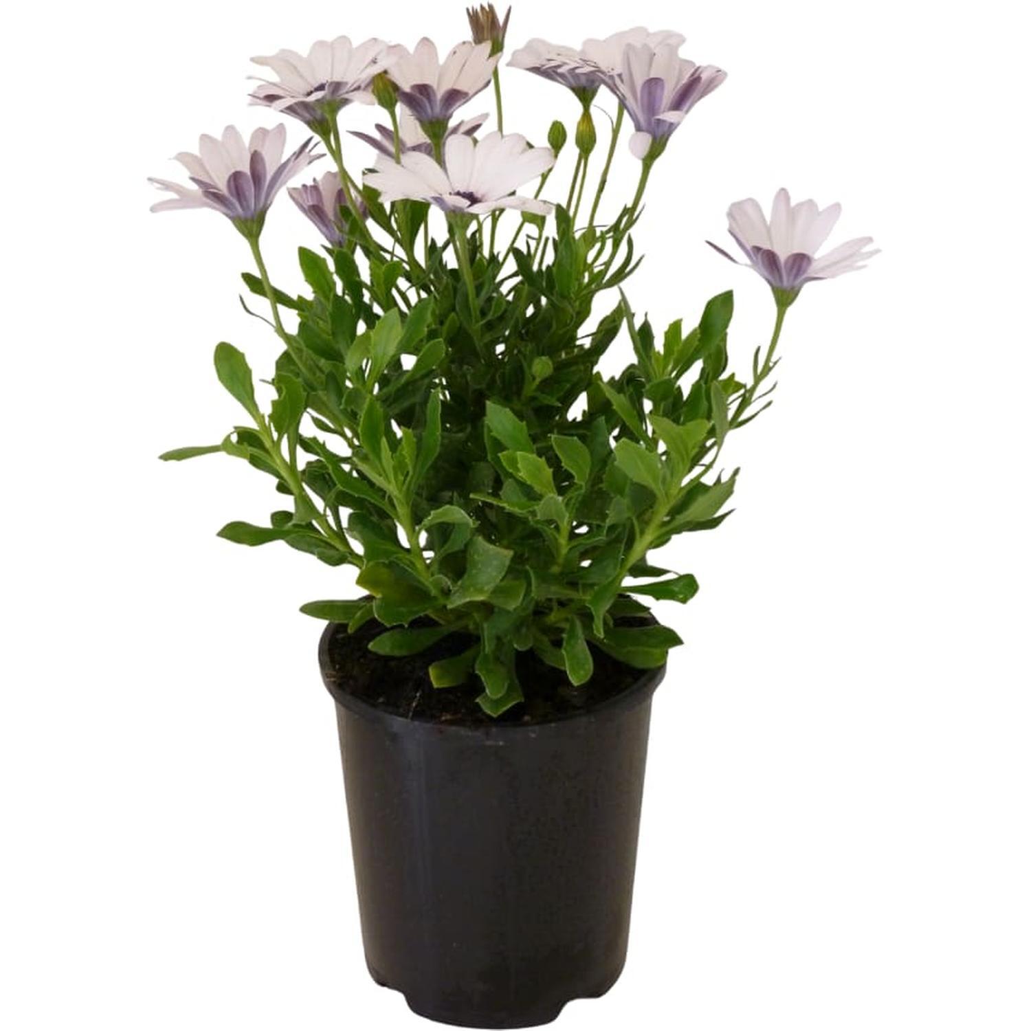Cape Daisy Sideshow