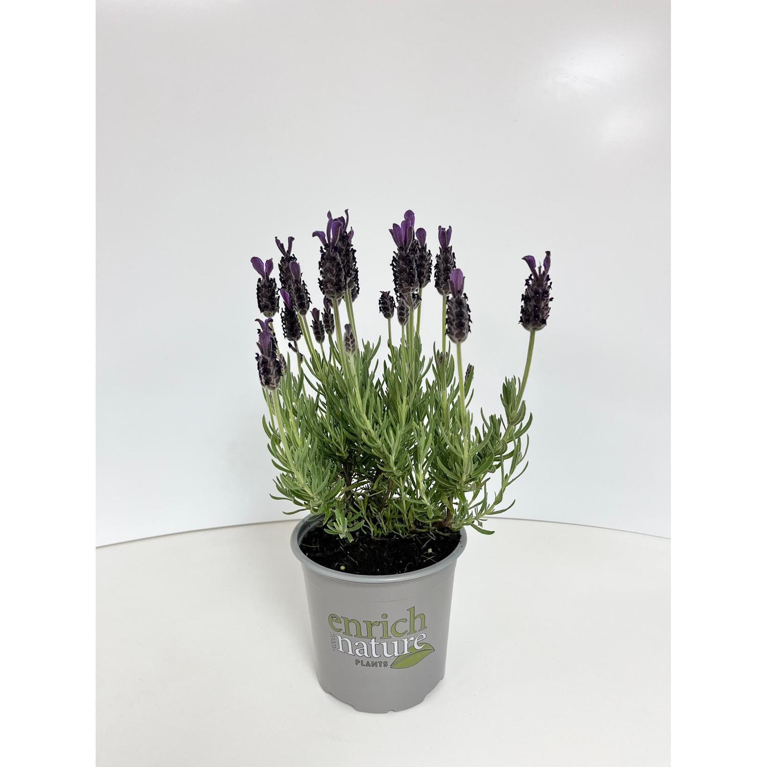 Lavender Anouk Purple 13cm