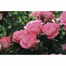 Rose Patio Eye Candy 6L