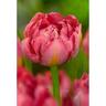 Tulip Single Flashpoint
