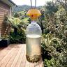 Reusable Wasp Trap
