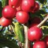 Apple Maypole
