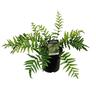Blechnum Novae Zelandiae