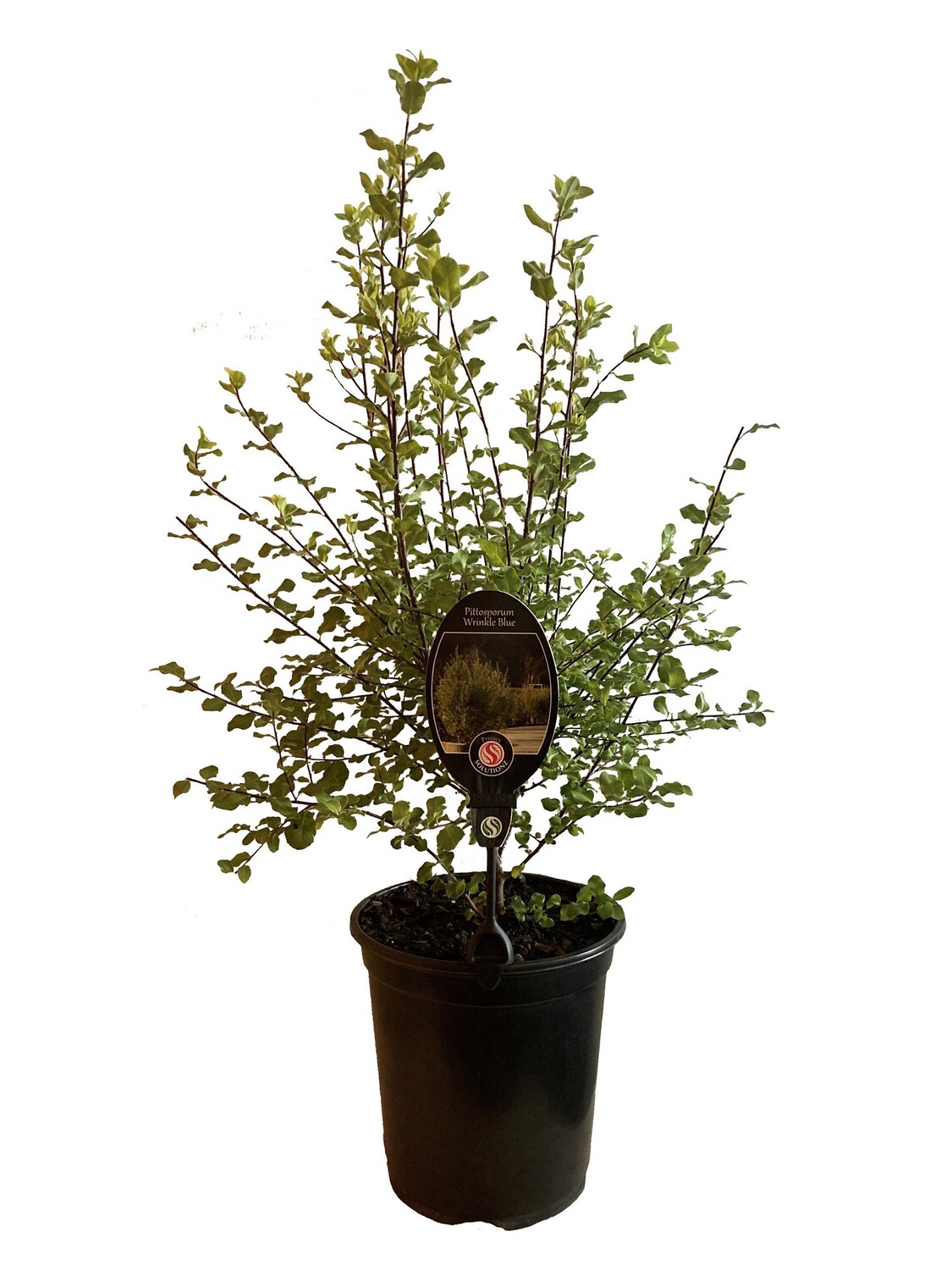 Pittosporum Wrinkle Blue