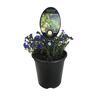 Lithospermum Grace Ward