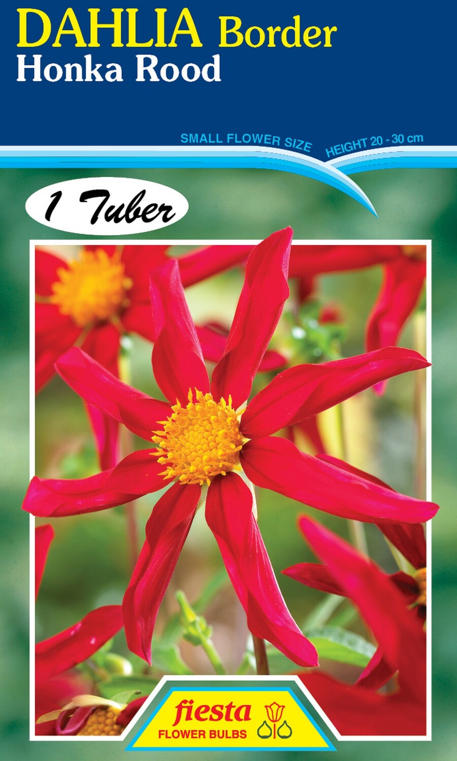 Dahlia Single Honka Rood 1 Pack