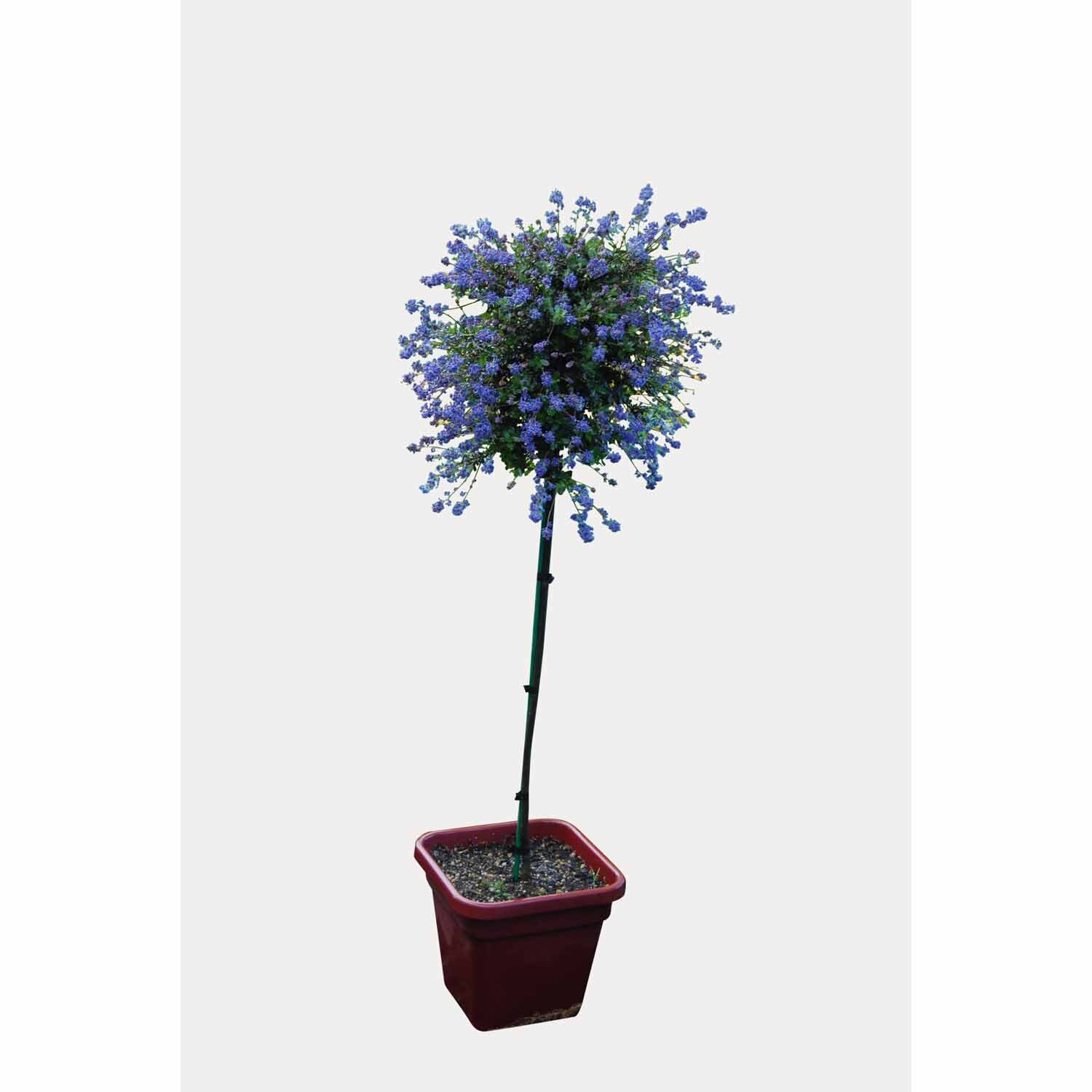 Ceanothus Blue Sapphire Standard