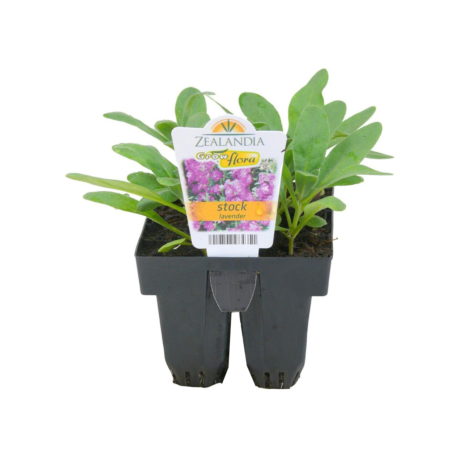 Stock Lavender