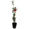 Camellia Japonica 'Roger Hall'