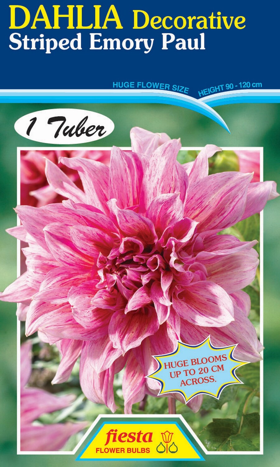 Dahlia Dinnerplate Striped Emory Paul 1 Pack