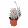 Assorted Cacti Varities