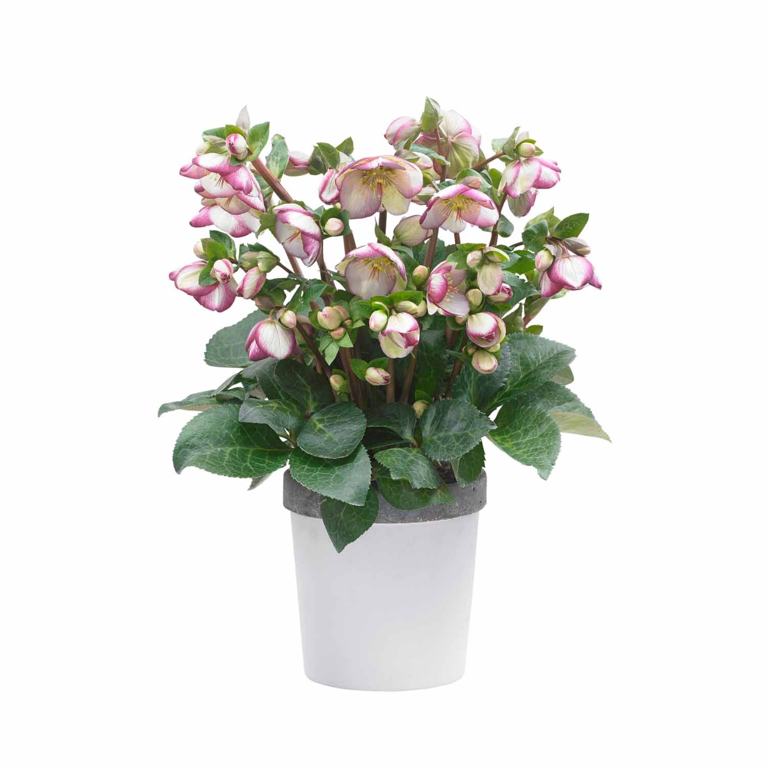 Helleborus 'Sophies Delight'