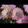 Osteospermum Serenity Sunset Magic