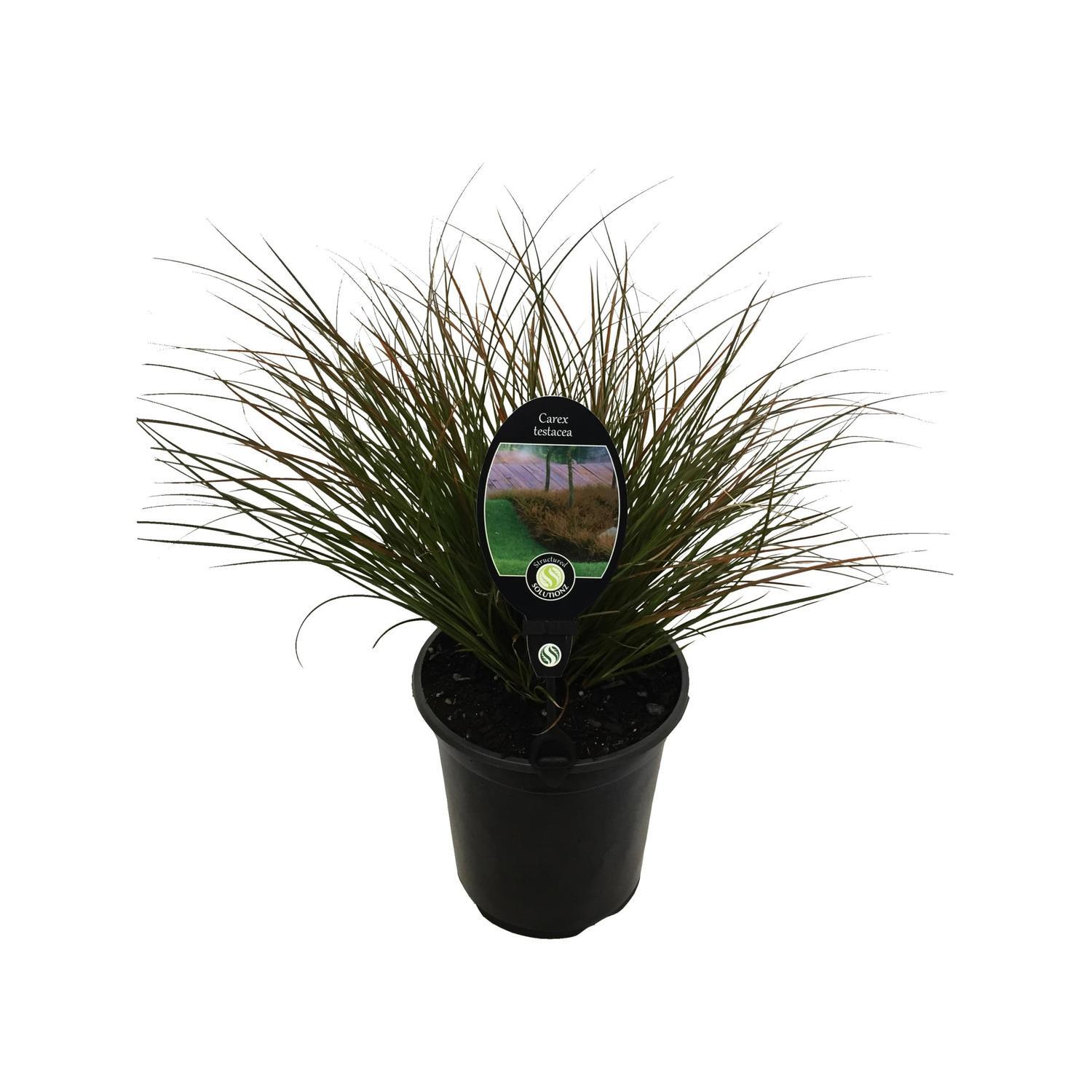Carex Testacea