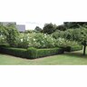 Buxus Green Gem