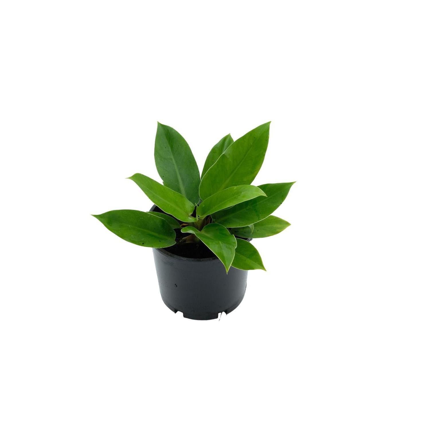 Philodendron Imperial Green