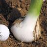 Elephant Garlic