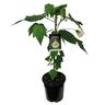 Abutilon Bowl of Snow 2.5 litre