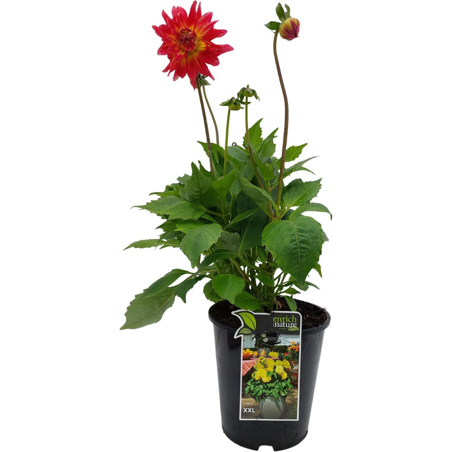 Dahlia XXL