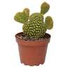 Cacti