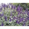 Salvia Amistad
