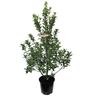 Pittosporum Stephen's Island