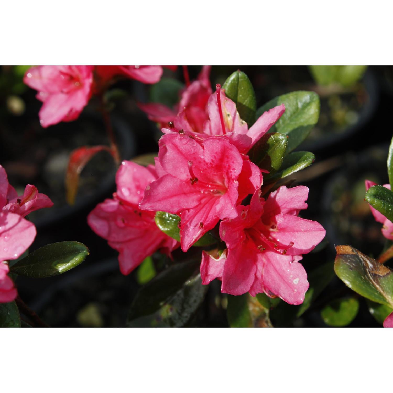 Azalea