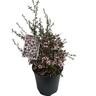 Leptospermum Tui