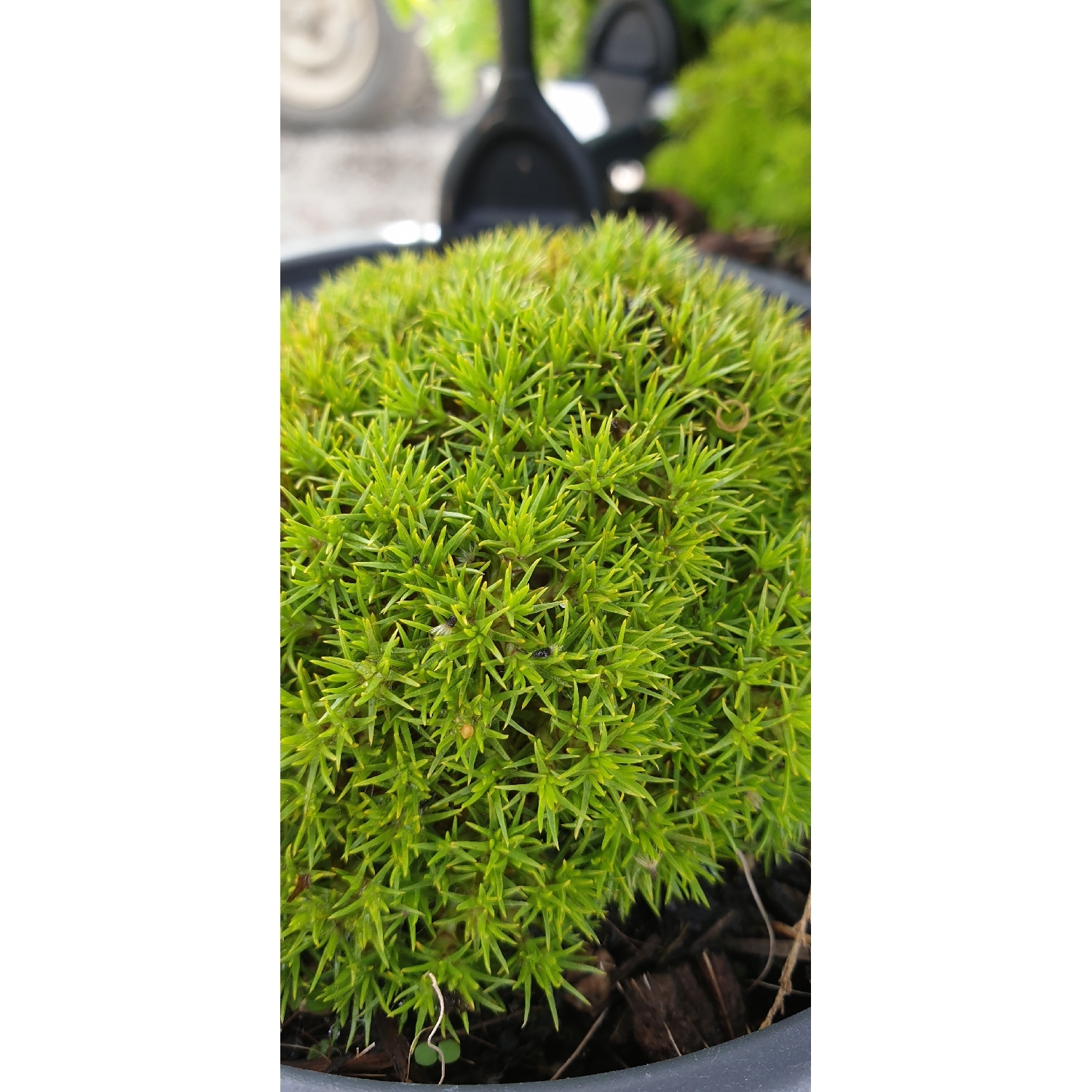 Scleranthus Uniflorus
