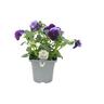 Flowering Colour