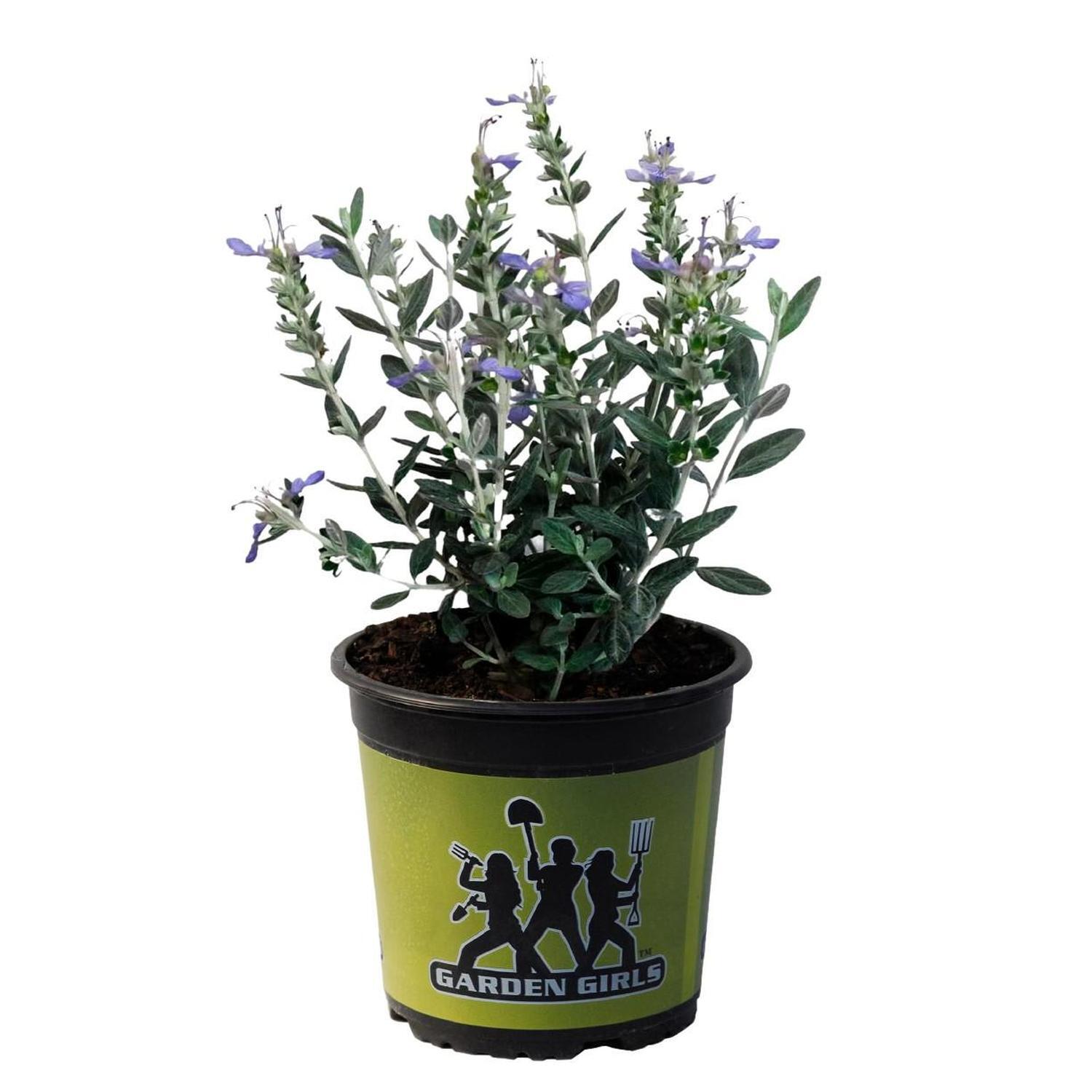 Teucrium fruticans