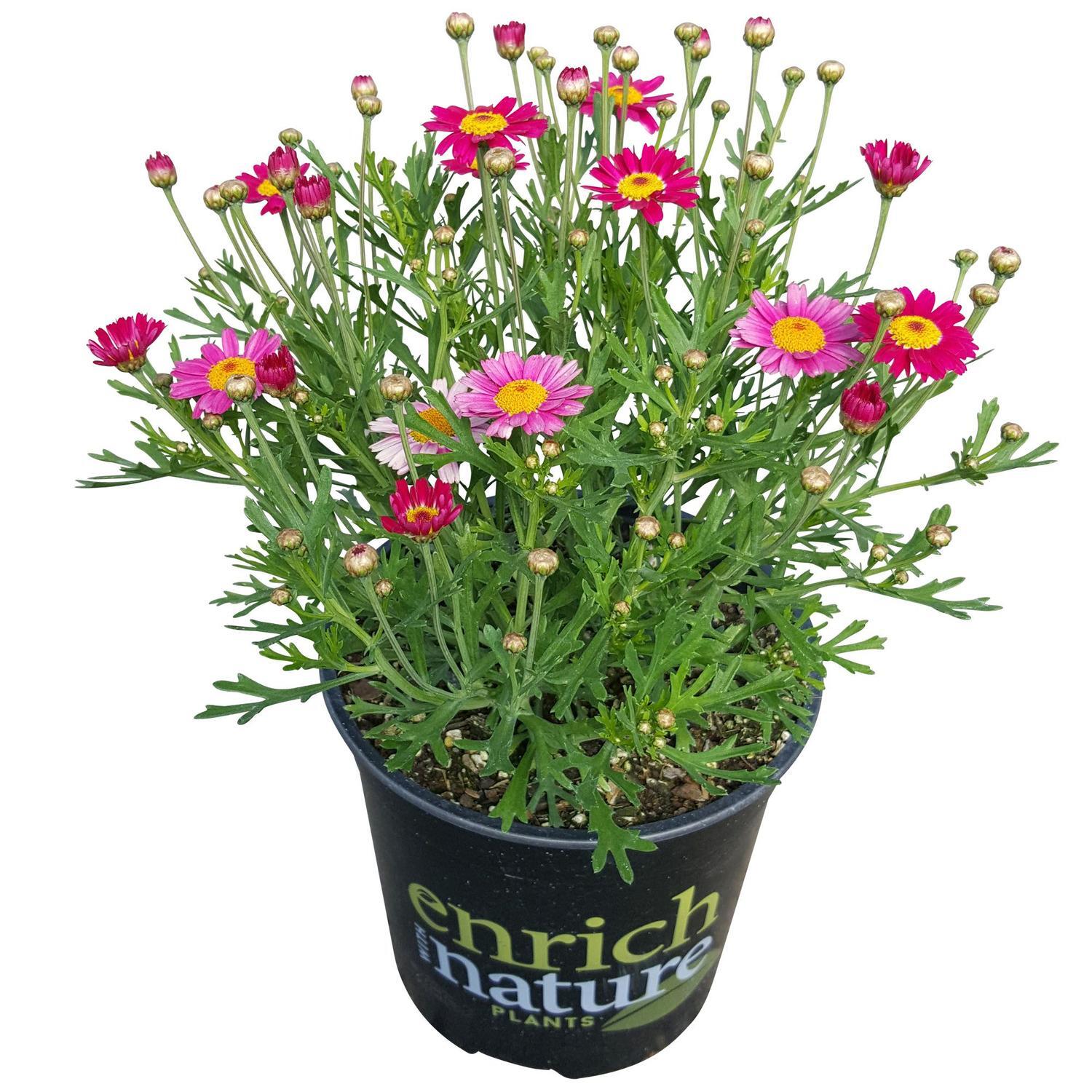Argyranthemum Angelic