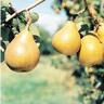 Pear Taylors Gold
