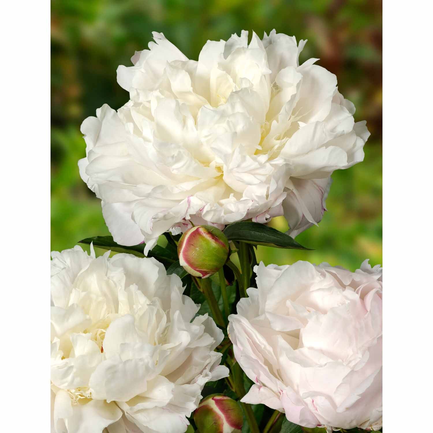 Paeony Double 'Shirley Temple'