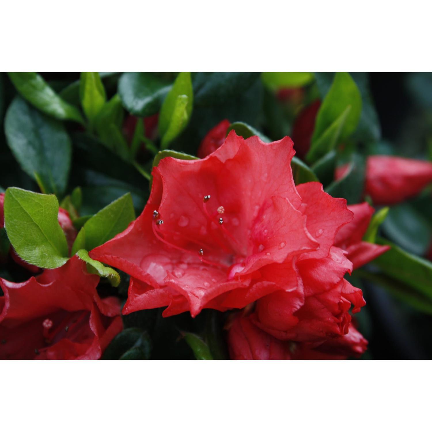 Azalea