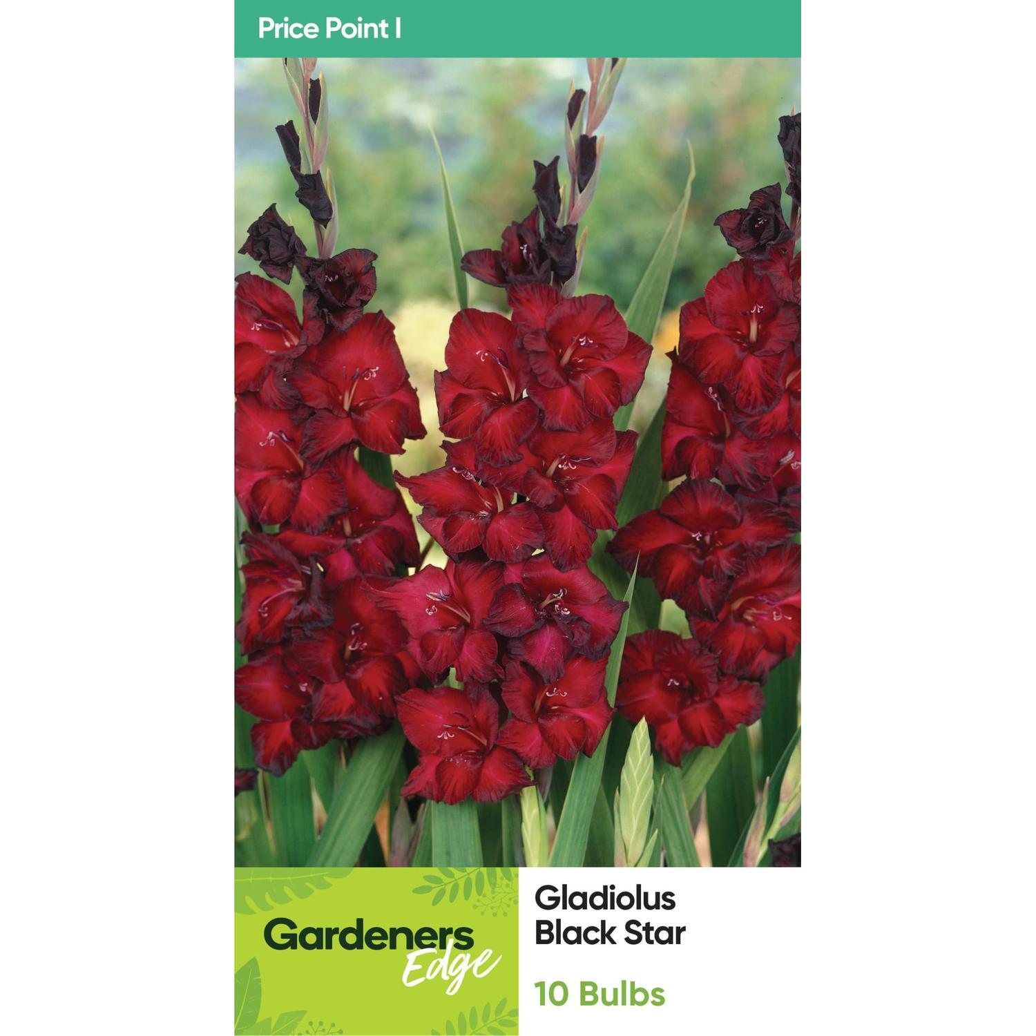 Gladioli Black Star 5 Pack