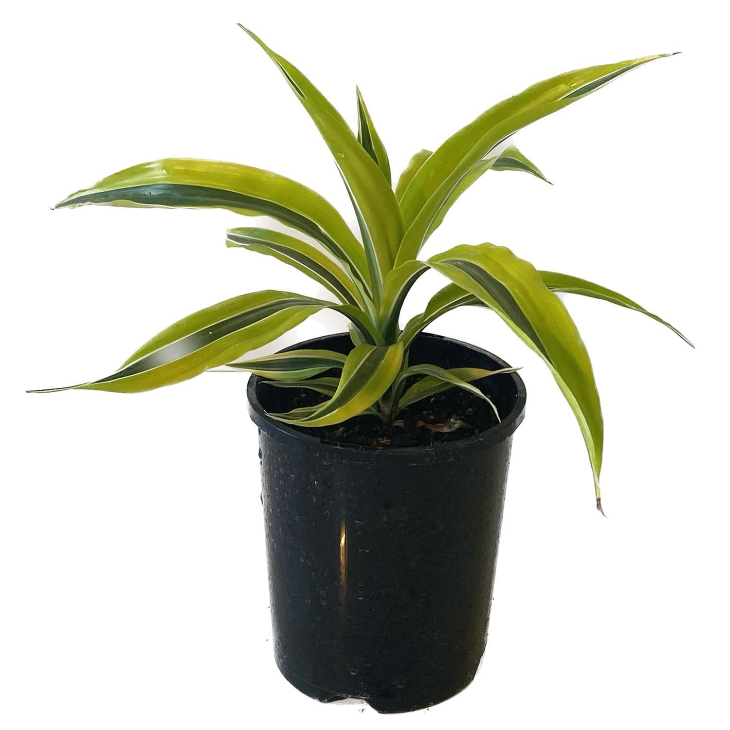 Dracaena Lemon 14cm