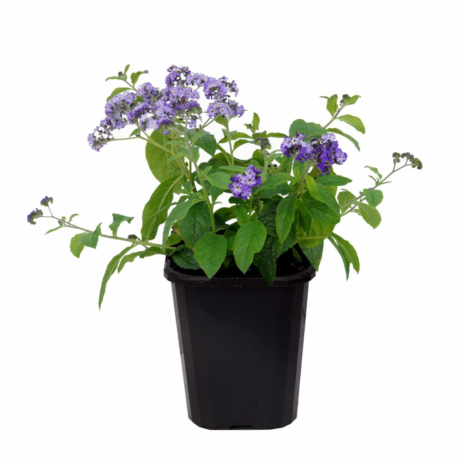 Heliotrope Cherry Pie